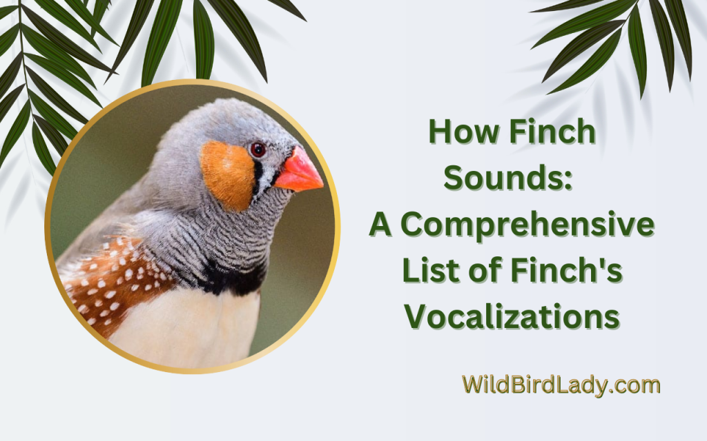 How Finch Sounds: A Comprehensive List of Finch's Vocalizations