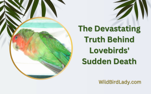 The Devastating Truth Behind Lovebirds' Sudden Death