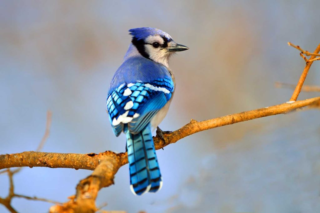 Discover the Fascinating World of Different Types of Blue Jays!